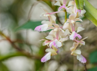 Orchid Thai in garden
