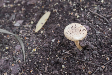 Mushroom poisoning in forest.(Selective focus.)