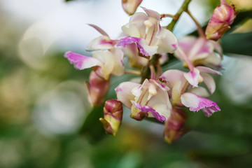 Fototapeta na wymiar Orchid Thai in garden