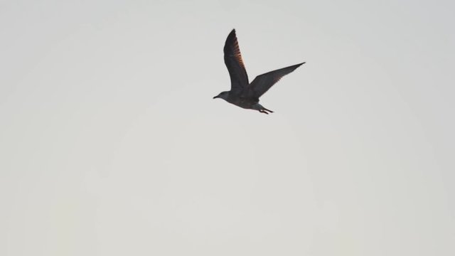 close-up of a seagull flying in the sky, Slow Motion