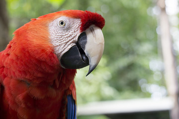 macaw parrot red tree jungle exotic wildlife