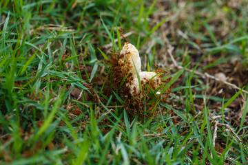 ants eating mushroom close up