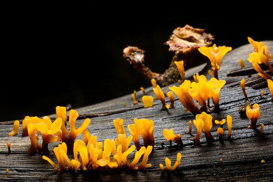 Close up of yellow mushrooms on stumps.(Dacryopinax Spathularia)
