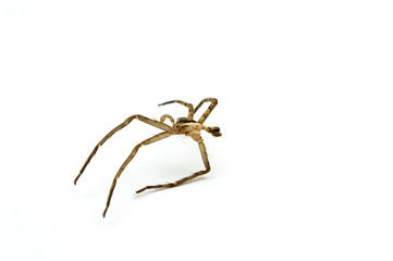 spiders molt isolated on white background.