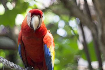 macaw parrot red tree jungle exotic wildlife