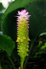 siam tulip flower or Patumma in garden