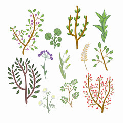 Set of hand-drawn and colored flowers and herbs. Vector graphics.
