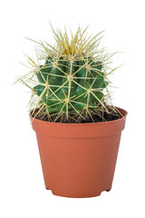 cactus in a flowerpot isolated on white background