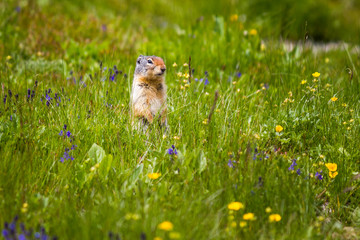 Gopher starring and standing near the burrow on meadow