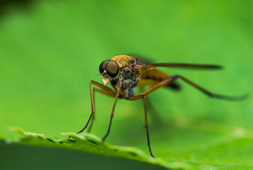 Fly