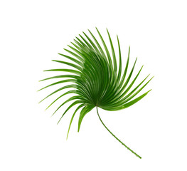 Green leaf of palm tree background