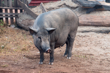 Obraz premium Gruba, duża czarna świnia na farmie.