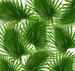 Obraz na płótnie Canvas Green leaves of palm tree on white background