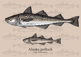 Naklejka premium Alaska pollock fish. Vector illustration for web, education examples, graphic and packaging design. Suitable for patterns and artwork in small sizes.