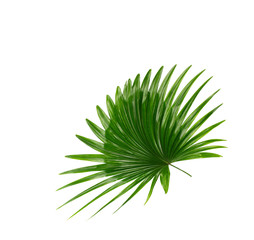 Fototapeta premium Green leaf of palm tree background