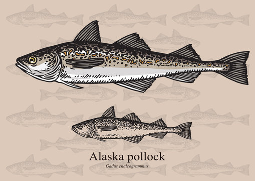 Alaska pollock fish. Vector illustration for web, education examples, graphic and packaging design. Suitable for patterns and artwork in small sizes.