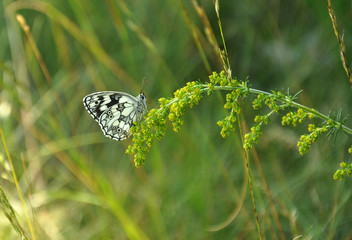marbled white (Melanargia galathea) © bobycici