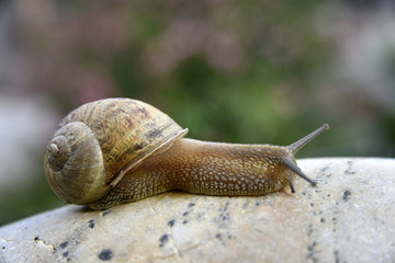 Snail on stone
