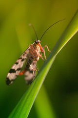 Scorpion fly