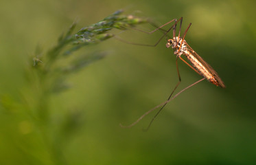 crane fly