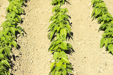 vegetable with  beans in the Castilla fields, Spain