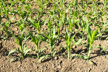 vegetable crops with corn in the Castilla fields, Spain