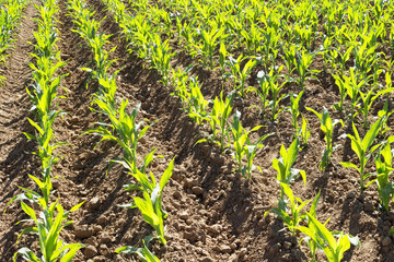 vegetable crops with corn in the Castilla fields, Spain