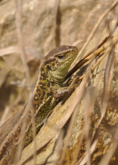 sand lizard (Lacerta agilis)