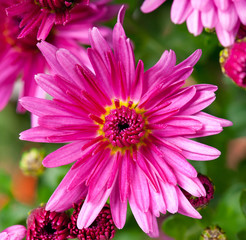 Obraz premium Bright magenta chrysanthemum