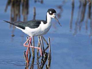 Black-necked Stilt Walking in marsh