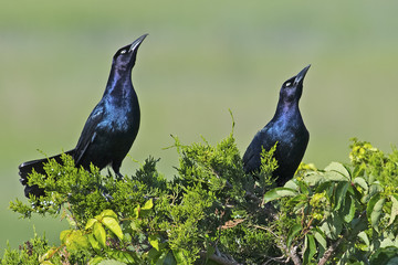 Pair of Boat-tailed Grackles in Tree