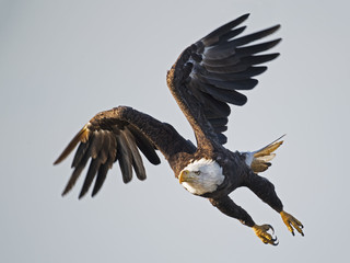 Bald Eagle in Flight Talons Down
