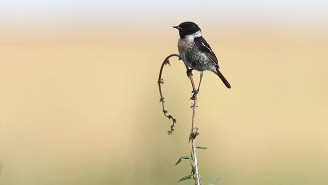 European Stonechat (Saxicola rubicola) in the wild nature with insects in a beak  