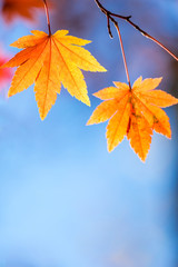 autumn background Red leave with free copyspace