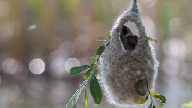 Eurasian penduline tit  (Remiz pendulinus) builds a nest