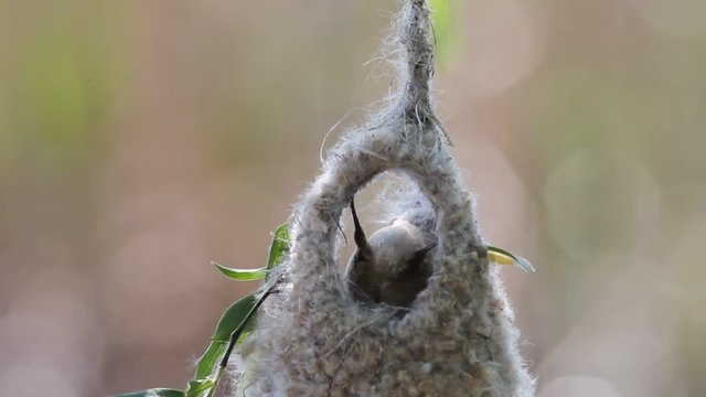 Eurasian penduline tit  (Remiz pendulinus) builds a nest