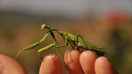 praying mantis (Mantis religiosa)