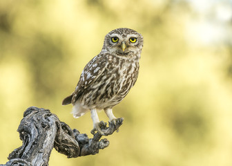 Athene noctua