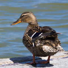 Wild duck on the lake