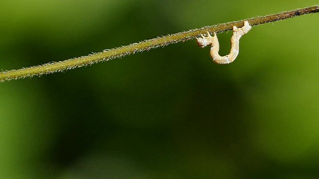 A worm making its way across a tree branch. 