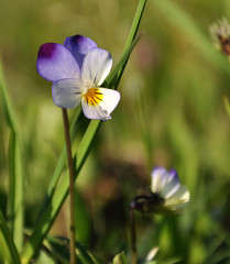 Fototapeta premium Viola tricolor