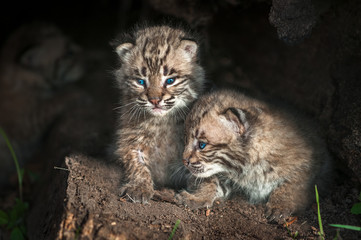 Naklejka na ściany i meble Baby Bobcat Kits (Lynx rufus) Look Out From Log