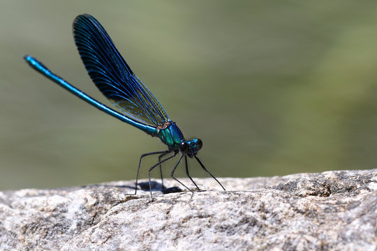 Damsel dragonfly, Calopteryx Virgo, sunbathing on a rock by a pond