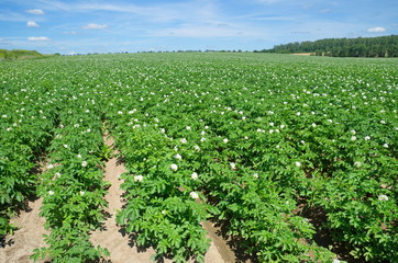 Fototapeta na wymiar Flourishing potato field