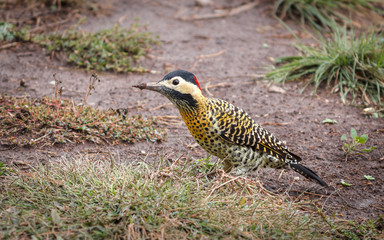 Carpintero