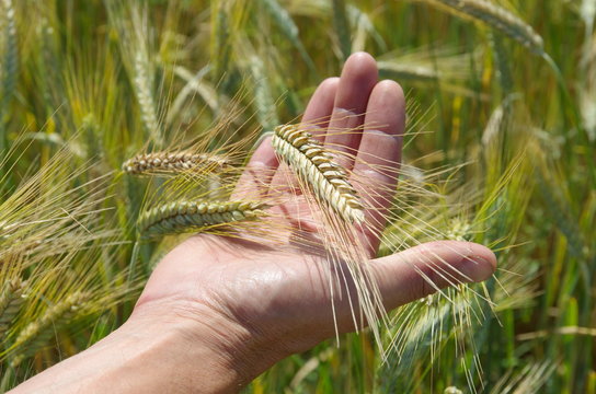 Ripe spikes of rye in hand