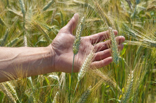 Man's hand and spikelets of rye