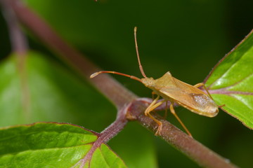 Lederwanze in Busch