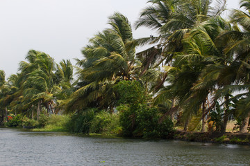 Allepey city on water. Backwater, rice plantation, coconuts palm mango tree. River landscape