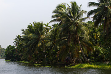 Obraz premium Allepey city on water. Backwater, rice plantation, coconuts palm mango tree. River landscape
